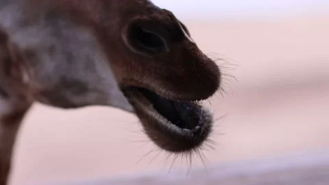 The giraffe chews the fruit. Curious giraffe in zoo. Close up Stock-Footage 233763713