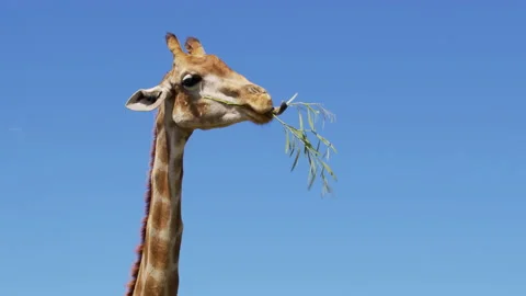 The giraffe chews the grass. Curious giraffe on the background sky. Stock Footage 151139929