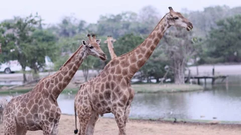 The giraffe chews the grass. Curious giraffe in zoo. Close up Stock Footage 233764330