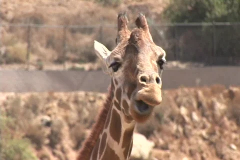 A giraffe chews it's cud Video stock 587461