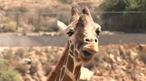 A giraffe chews it's cud mp4 Video stock 587690