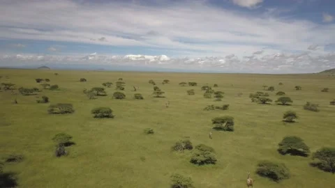 Giraffe Chyulu Hills drone flight aerial Kenya Africa wildlife 1 動画素材 232827341