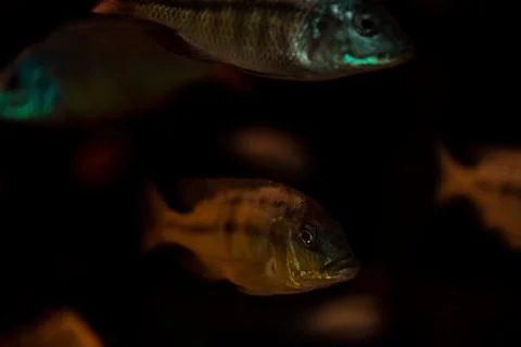 Giraffe Cichlids Nimbochromis venustus native cichlids of lake malawi Stock Photos