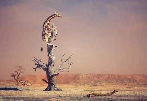 Giraffe climbing a dry tree in surreal landscape Illustrazione stock