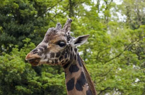 Giraffe close up 1 Stock Photos