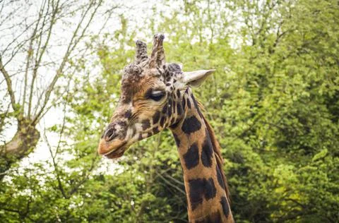Giraffe close up 2 Stock Photos