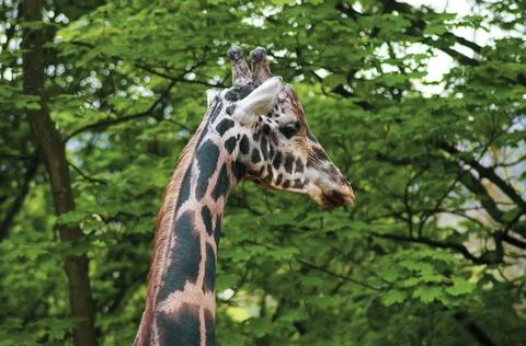 Giraffe close up 3 Stock Photos