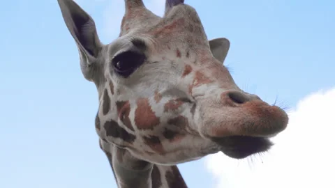 Giraffe close up against the sky Stock Footage 136593340