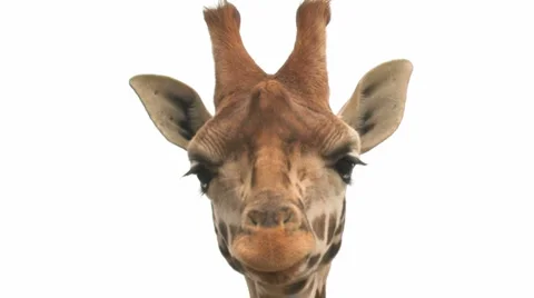 Giraffe CLOSE up against white background Video stock 2923604