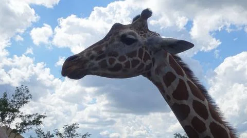 Giraffe close up with blue sky background. Stock Photos