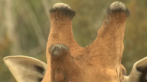 Giraffe Close Up on Face Stock Footage 79017868