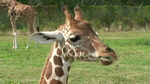 Giraffe Close Up  Stock Footage 572942