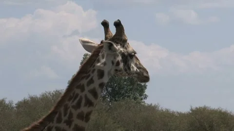 Giraffe close-up Stock Footage