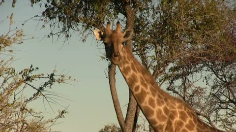 Giraffe close up Video stock 12128384