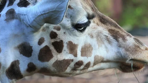 Giraffe close up Stock Footage 32880889