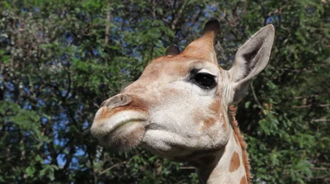 Giraffe Close Up Stock Footage 39886233