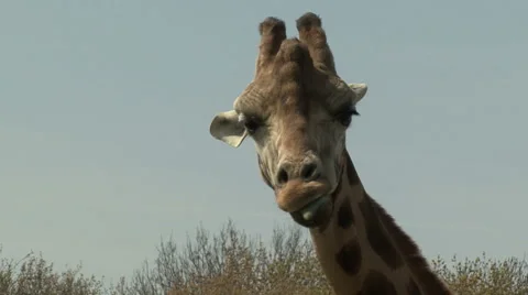 Giraffe close-up Stock Footage 42672453