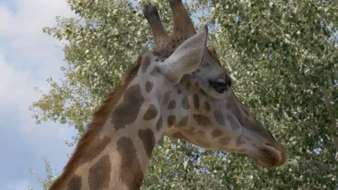 Giraffe Close Up Stock Footage 100021133