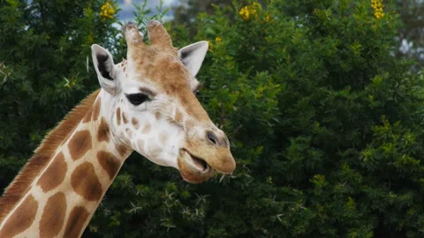 Giraffe close up Stock Footage 132375429
