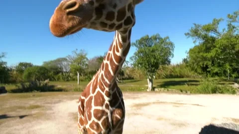 Giraffe Close Up Stock Footage 147292722