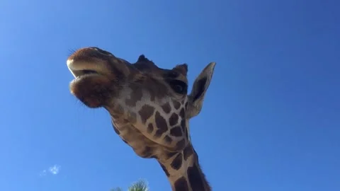 Giraffe Up Close Video stock 249762120