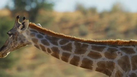 Giraffe - close of head and neck. Turns to camera. 4K uhd ultrahd nature safari Stock Footage 111343504