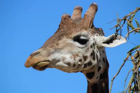 Giraffe close up head Stock Photos