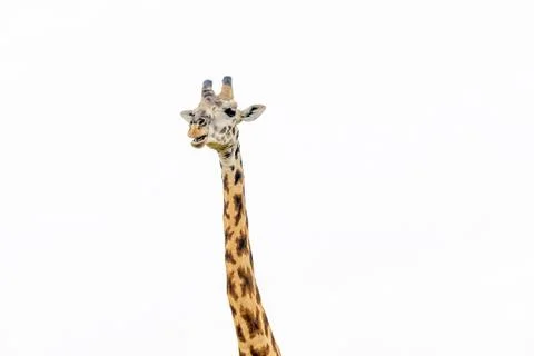 Giraffe close up isolated on white Stock Photos