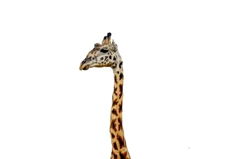 Giraffe close up isolated on white Stock Photos