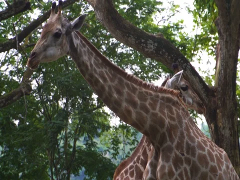 Giraffe close-up in the jungle Video stock 84316552