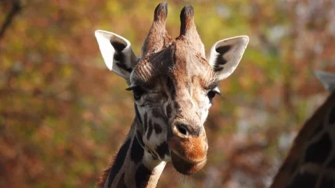 Giraffe close up or portrait in the wild. slow motion Stock Footage 236975829