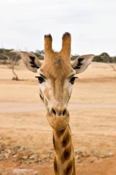 Giraffe up close Stock Photos