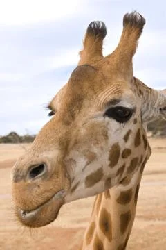 Giraffe up close Stock Photos