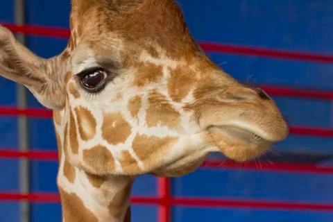 Giraffe Close Up Foto stock