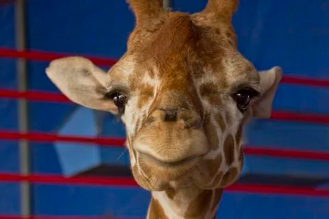 Giraffe Close Up Stock Photos