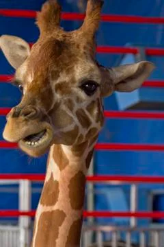 Giraffe Close Up Stock Photos
