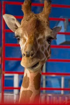 Giraffe Close Up Foto stock