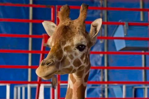 Giraffe Close Up Stock-Fotos