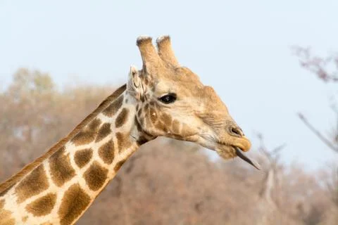 Giraffe close up Stock Photos