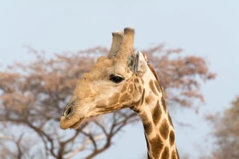 Giraffe close up Stock Photos