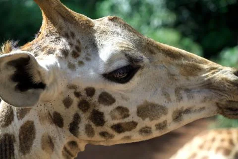 Giraffe close up Stock Photos