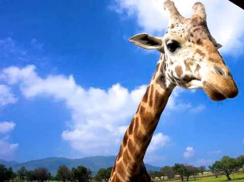Giraffe close up Stockfoto's