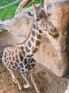 Giraffe close up Stock Photos