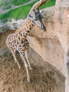 Giraffe close up Stock Photos