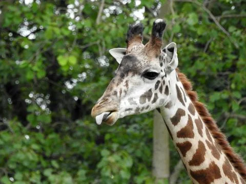Giraffe close up Stock Photos