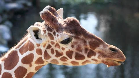 Giraffe Close-Up Portrait Stock Photos