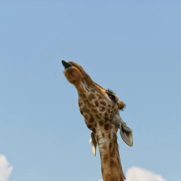 Giraffe close up view Stock Photos