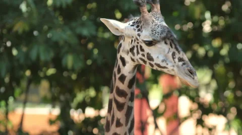 Giraffe Close-Up Walking Stock Footage 54717224