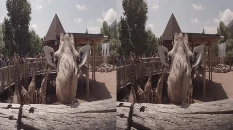 Giraffe Closeup 3D Stock Footage 52172180