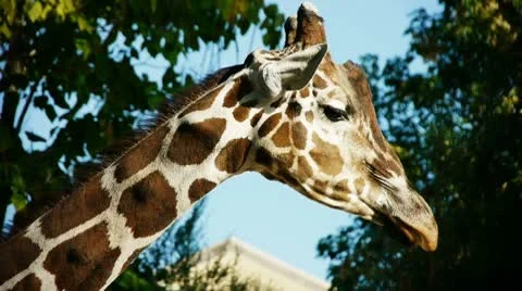 Giraffe closeup Stock-Footage 8853677